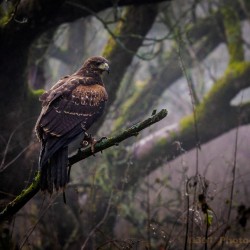 Birds of Prey Reigate, Surrey